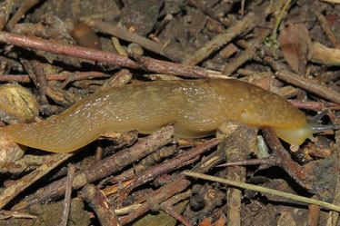 Foto: Bierschnegel limacus Walter Wimmer