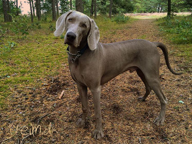Grauer Weimaraner - Foto von Susanne Hellmig