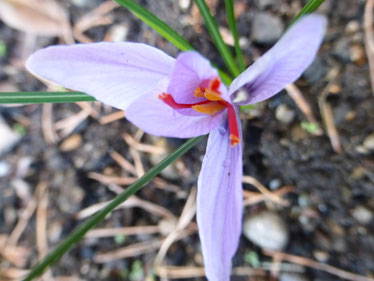 Safran im eigenen Garten