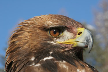 adulter Steinadler (Foto: Hans-Joachim Fünfstück)