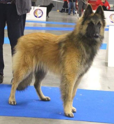 Fille de Maya et la petite fille de notre regretté Efi-Royale du Parc de la Mouline.  C'est une chienne fauve charbonnée construite au carré et déjà très prometteuse en exposition. Elle perpétue la lignée d'Alawa des Mouises de Bel Air