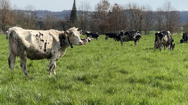 Les vaches d'Emmanuel