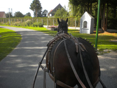 PROMENADES EN CALECHE BAIE DE SOMME