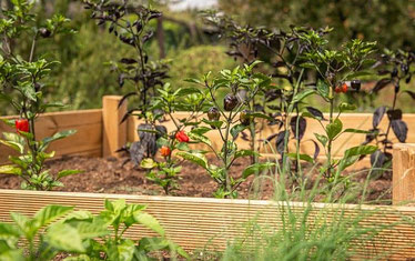 Gekauftes modernes Hochbeet wird bepflanzt - Garten, Gewächshaus, Hochbeet, Hobbygärtner, Gemüse, Tomaten, Offenbach, Hessen