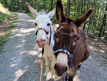 los geht´s - Eselwandern mit Aron und Karel