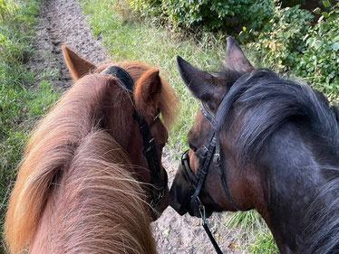 Zwei Pferde beschnuppern sich an der Nase