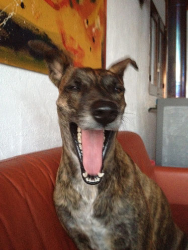Das ist die Wahl unseres Hundes