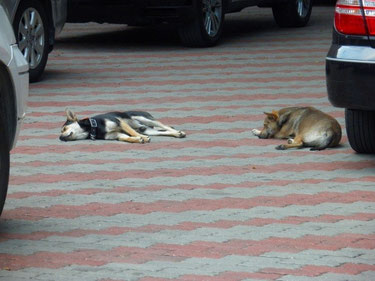 【写真7】成功大學の番犬?