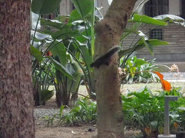 【写真6】成功大學に住み着いている愛嬌者のリス君