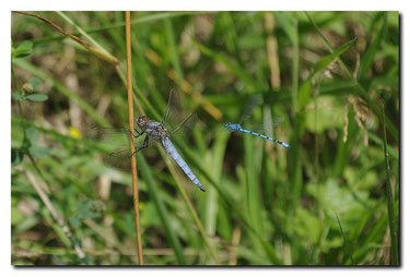 Orthetrum brunneum et Enallagma cyathigerum