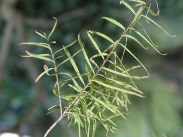 Melaleuca