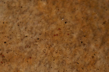 Triops - Cystes (grains rouges)