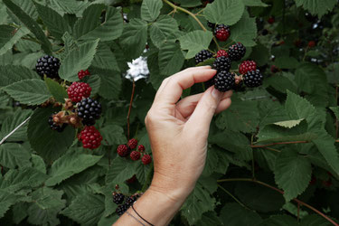 Brombeerernte