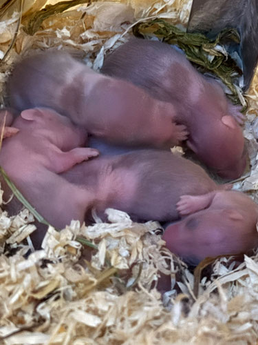 was kann ich für meine Hamster wegen dieser Hitze machen