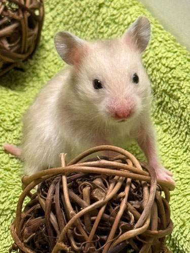 was kann ich für meine Hamster wegen dieser Hitze machen