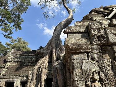 Tha Prohm Tempel