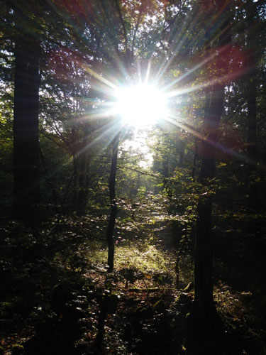Morgenstimmung im September