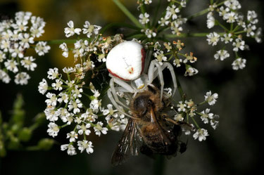 Veränderliche Krabbenspinne, Juni 2012, Winsen (D. Westphal)