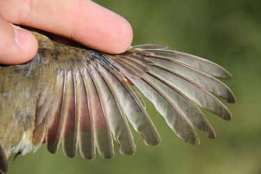 (c) Dave Lutgen wing of an adult willow Warbler (Phyll. trochilus ) in postbreeding moult  