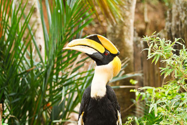 Nashornvogel