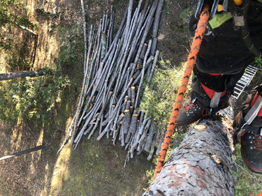 Abattage d'arbre sur Grimaud