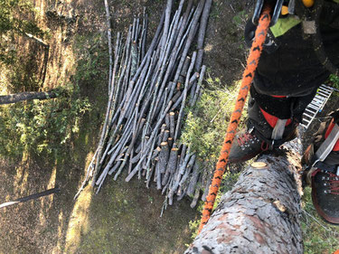 Abattage d'arbre sur Saint-Aygulf