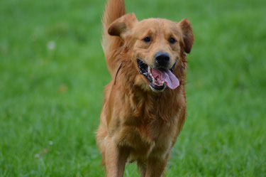 Un chien golden poils longs de couleur marron de face la langue pendante courre dans un prés vert par coach canin 16 educateur canin en charente