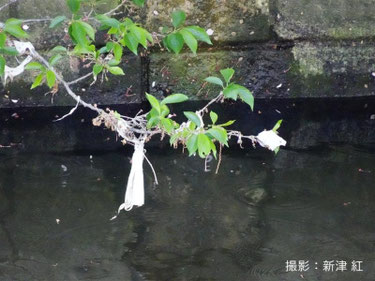 川の水量が減ると木の枝にごみが引っかかる