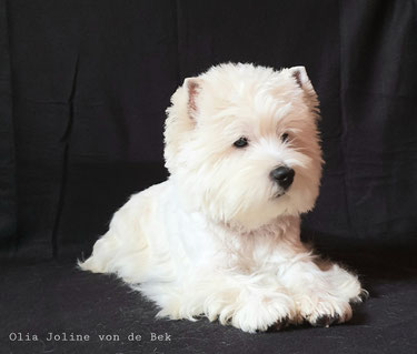 Westies von de Bek