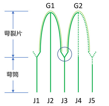 圖１　萼筒の条と萼裂片の模式図（一部）