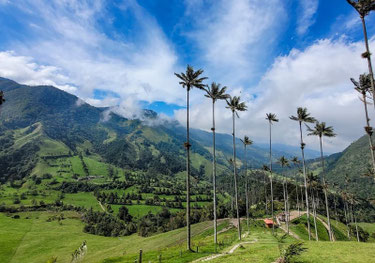 Blick auf Wachspalmen im Valle de Cocora