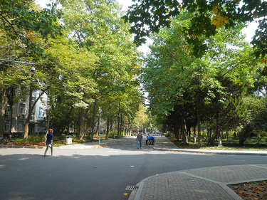 【写真3】材料科学・工学院への並木道