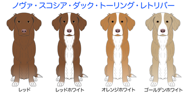 ノヴァスコシアダックトーリングレトリバー Silverfrog ページ