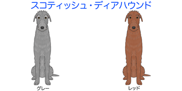 スコティッシュディアハウンド Silverfrog ページ スコティッシュディアハウンド Silverfrog ページ