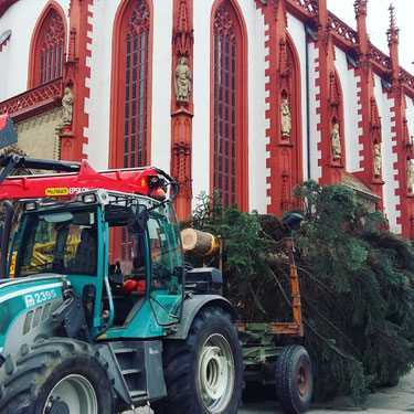 Der Weihnachtsbaum in Würzburg vor der Marienkapelle