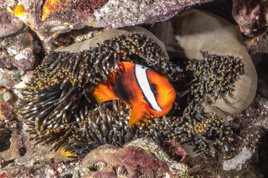 Tomato anemonefish, Green Island