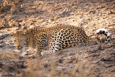 Drinking leopard, Kruger National park