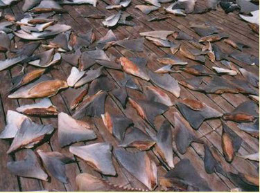 No more shark fin shipments by Air China Cargo