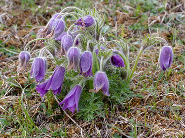 Küchenschellen Foto:  Dr. Renate Lehminger-Mertens