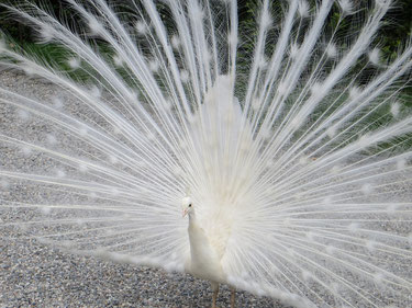 Lago Maggiore, Isola Bella, Pavone Albino
