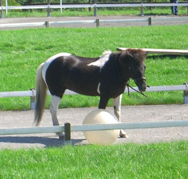 Isländer Tandri, ein Rappschecke mit dunkler Mähne, steht zwischen zwei Begrenzungen und guckt den Gymnastikball an, der neben ihm liegt