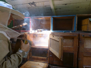 Im Bienenwagen sind wir mit Rauch aus dem Smoker bei der Honigernte. Das Bienenvolk sitzt auf seinen Waben, die wir nun entnehmen, um den Honig zu schleudern.