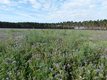 Phacelia ist eine gute Bienentracht. Hier wurden von einem ökologisch arbeitenden Landwirt einige Hektar dieser tollen Bienenweide angesät. So hatten die Honigbienen unserer Imkerei einen guten Standort, der auch für den Imker sehr schön ist.