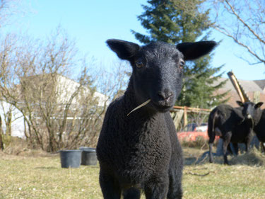 Pedro ist unser Ostfriesischer Milchschaf-Bock auf dem Ökohof Fläming, hier noch als Lämmchen. Wir würden die Schafhaltung gern wie unsere Imkerei nach ökologischen Richtlinien zertifizieren lassen, bisher fehlen uns dazu allerdings die Ländereien.