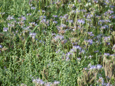 Einige Phacelia-Blüten, auch Buschelschön, Bienenweide oder Bienenfreund genannt, wird in der Imkerei gern gesehen. Der Nektar bringt für die Bienen und den Imker jede Menge Honig. Sie blühen herrlich blau.