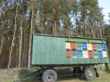 Bunte Bienenbeuten und Bienenstöcke auf dem Bienenwanderwagen der Imkerei Ökohof Fläming. Hier sitzen die Honigbienen wie in der Bio-Imkerei gewöhnlich in Holzkästen. Der Wagen istgeschützt am Waldrand aufgestellt. Hier sammeln die Bienen Honig.