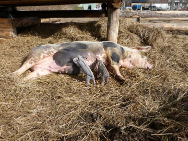 Lotta und ihre zwei kleinen Ferkel