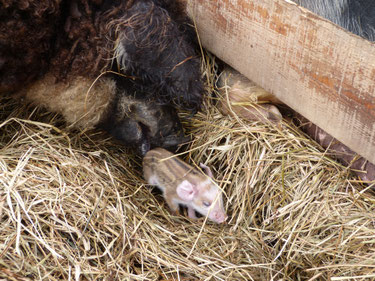 Auch Horst beteiligt sich liebevoll an der Pflege der Ferkel.