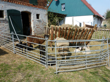 Bei dem schönen Wetter genießen es die älteren Lämmer schon in der Sonne zu liegen. Den kleineren ist es noch zu kalt.