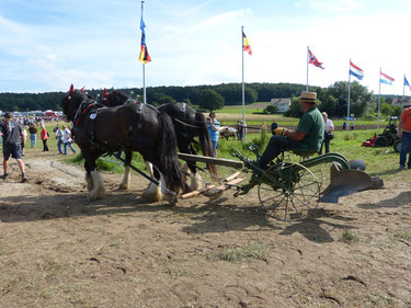 Bei der PferdeStark 2015 werden zahlreiche landwirtschaftliche Geräte für Pferde gezeigt. Hier ist ein Zweigespann vor einen relativ schweren Pflug gespannt. Dieses ist nun auf dem Weg zur Vorführung.